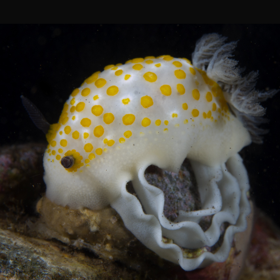 marine animal from Indonesia